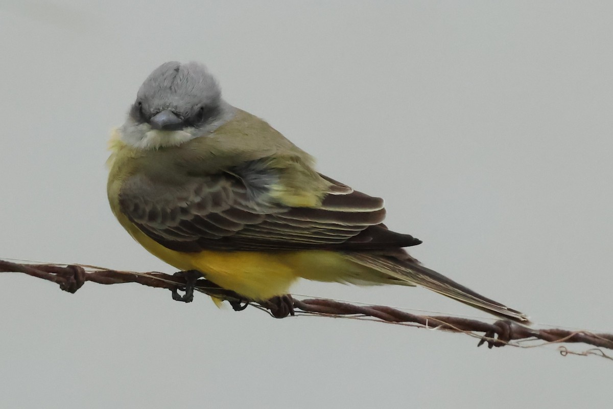 オリーブタイランチョウ - ML646972348