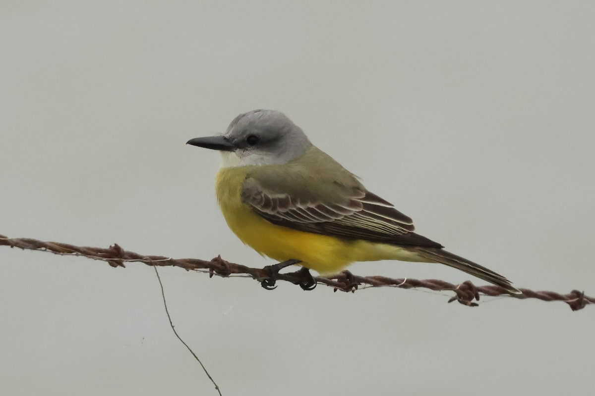 オリーブタイランチョウ - ML646972349