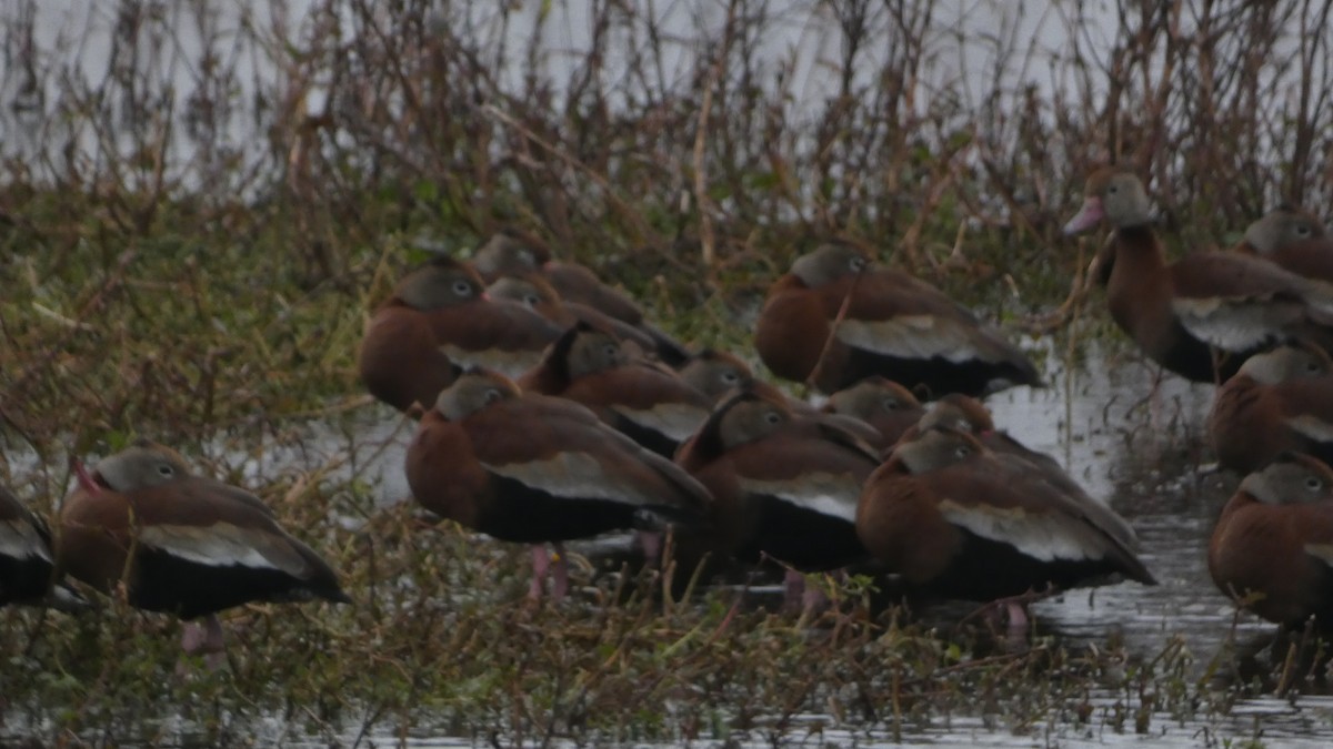 アカハシリュウキュウガモ - ML646972351