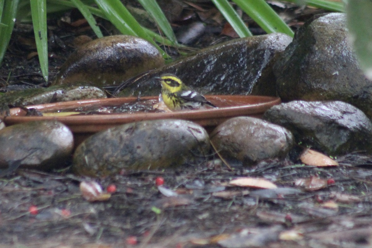 Townsend's Warbler - ML646972353