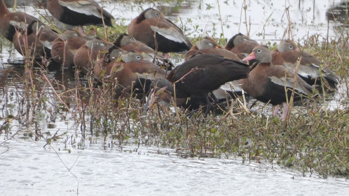 Black-bellied Whistling-Duck - ML646972355