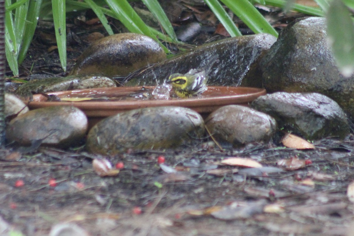 Townsend's Warbler - ML646972356