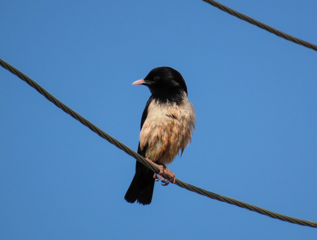 Rosy Starling - ML646972364