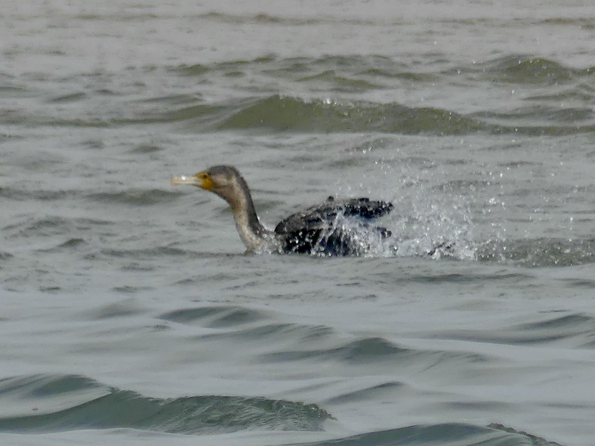 Cormorán Grande - ML646972365