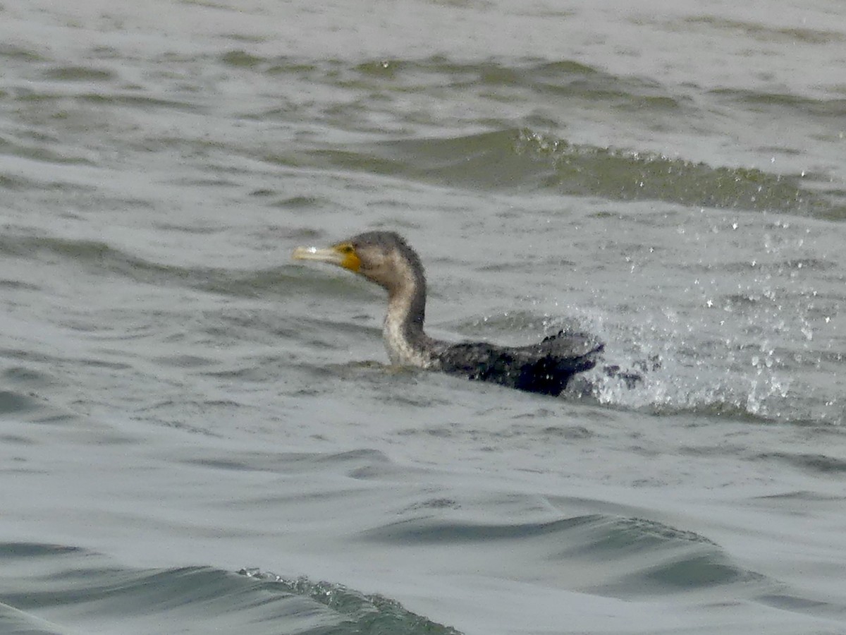 Cormorán Grande - ML646972366