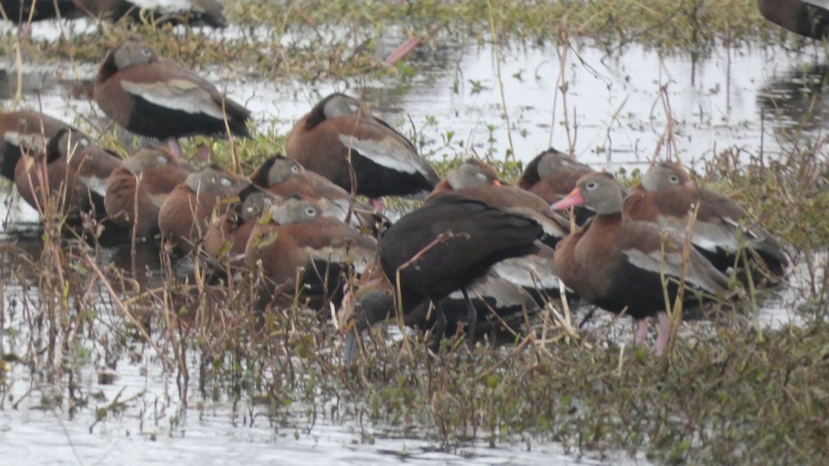 Black-bellied Whistling-Duck - ML646972368