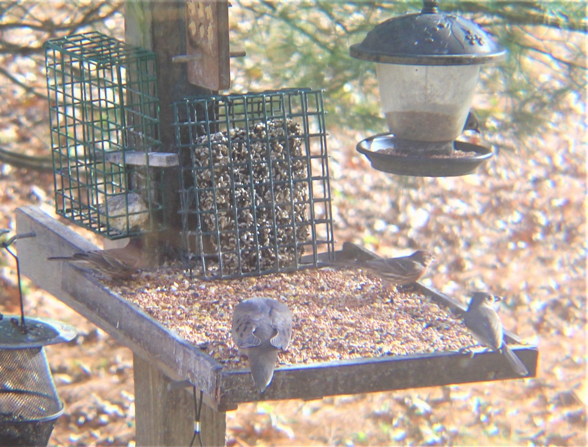 Uzun Kuyruklu Kumru - ML646972369