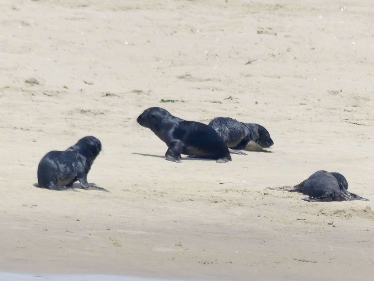 Lobo marino del Cabo - ML646972370