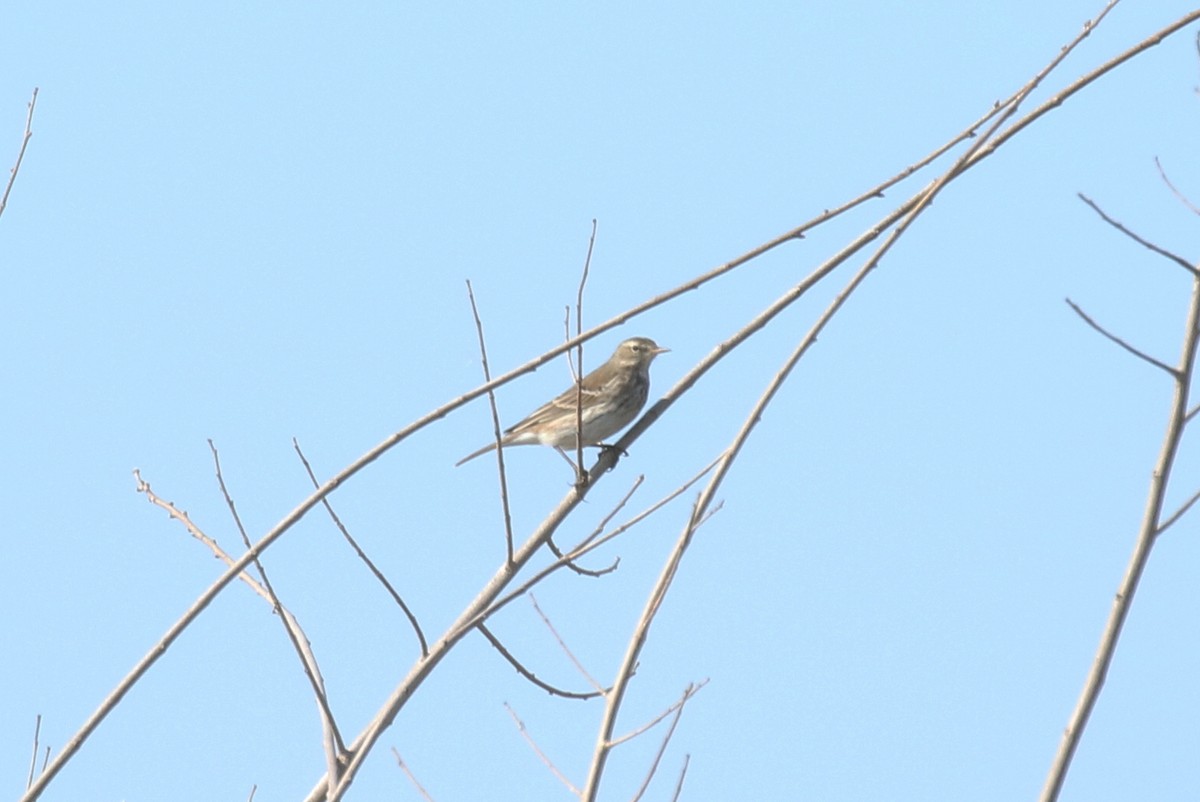 Dağ İncirkuşu - ML646972378