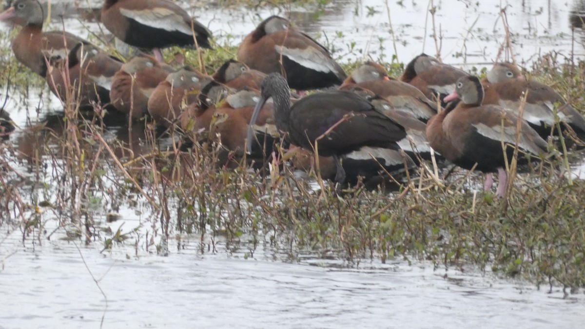 Black-bellied Whistling-Duck - ML646972384