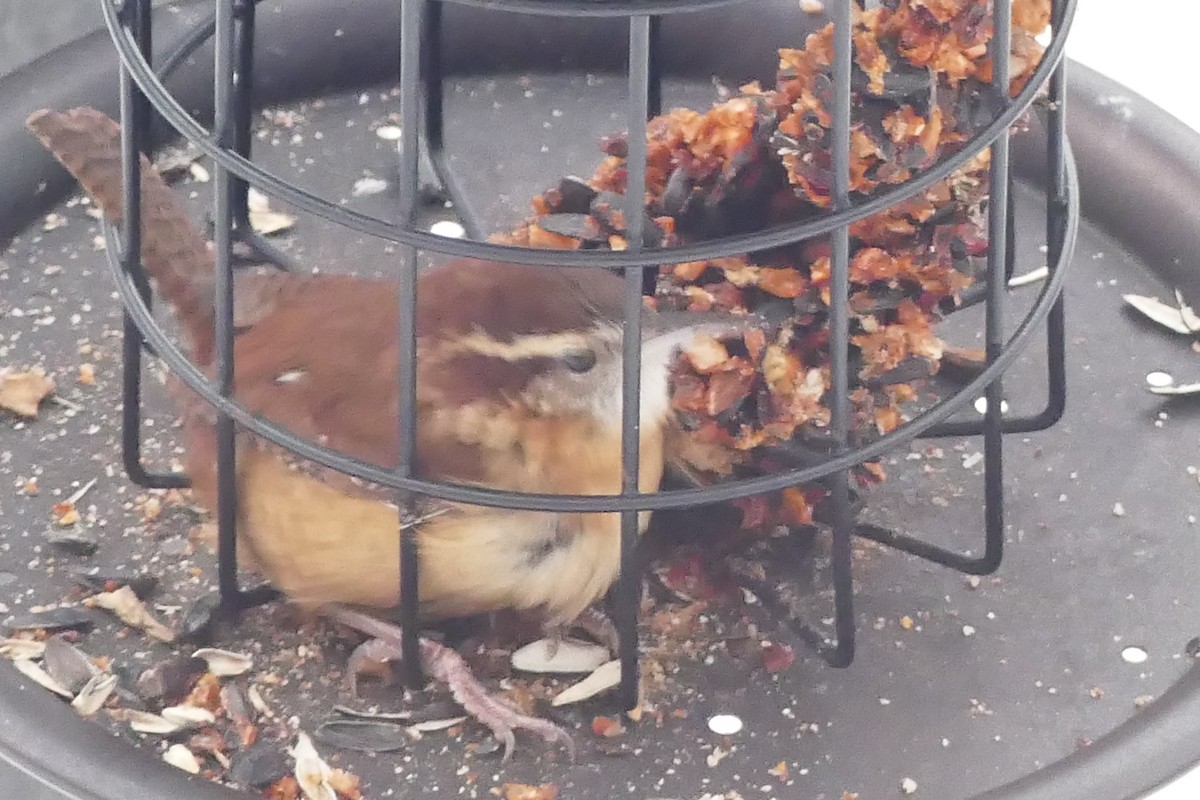 Carolina Wren - ML646972386