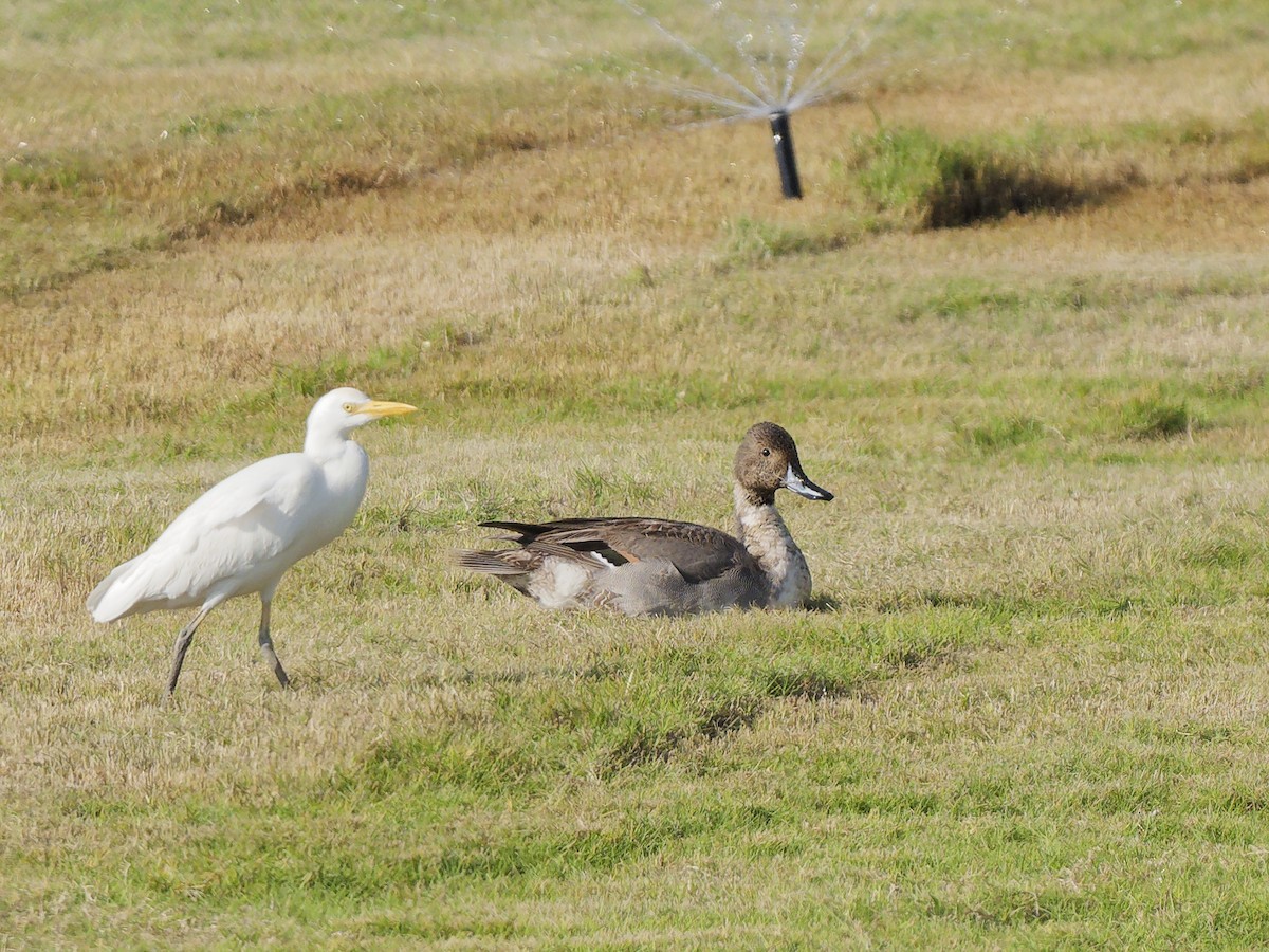 Northern Pintail - ML646972387