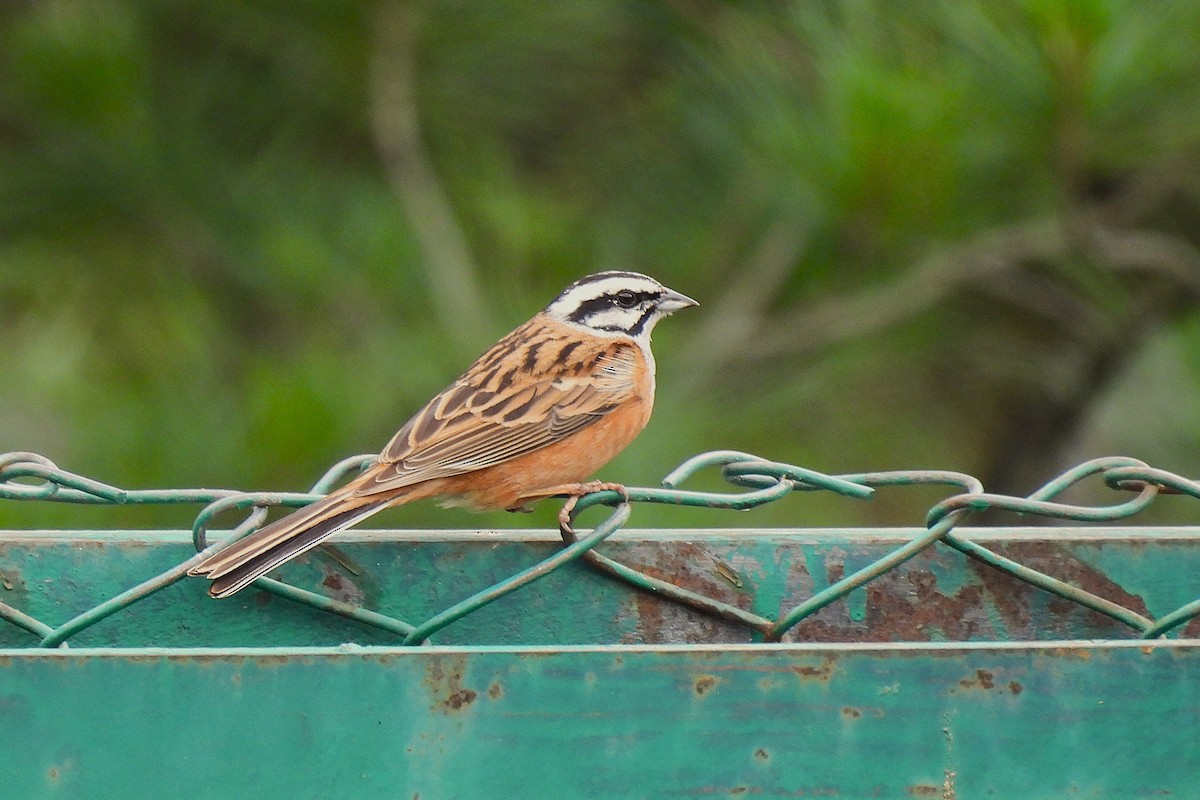 ヒゲホオジロ - ML646972393