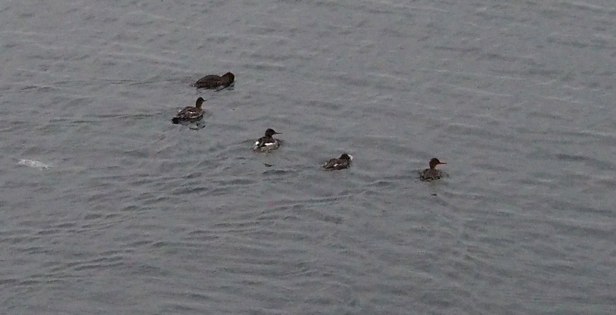 紅胸秋沙 - ML646972399