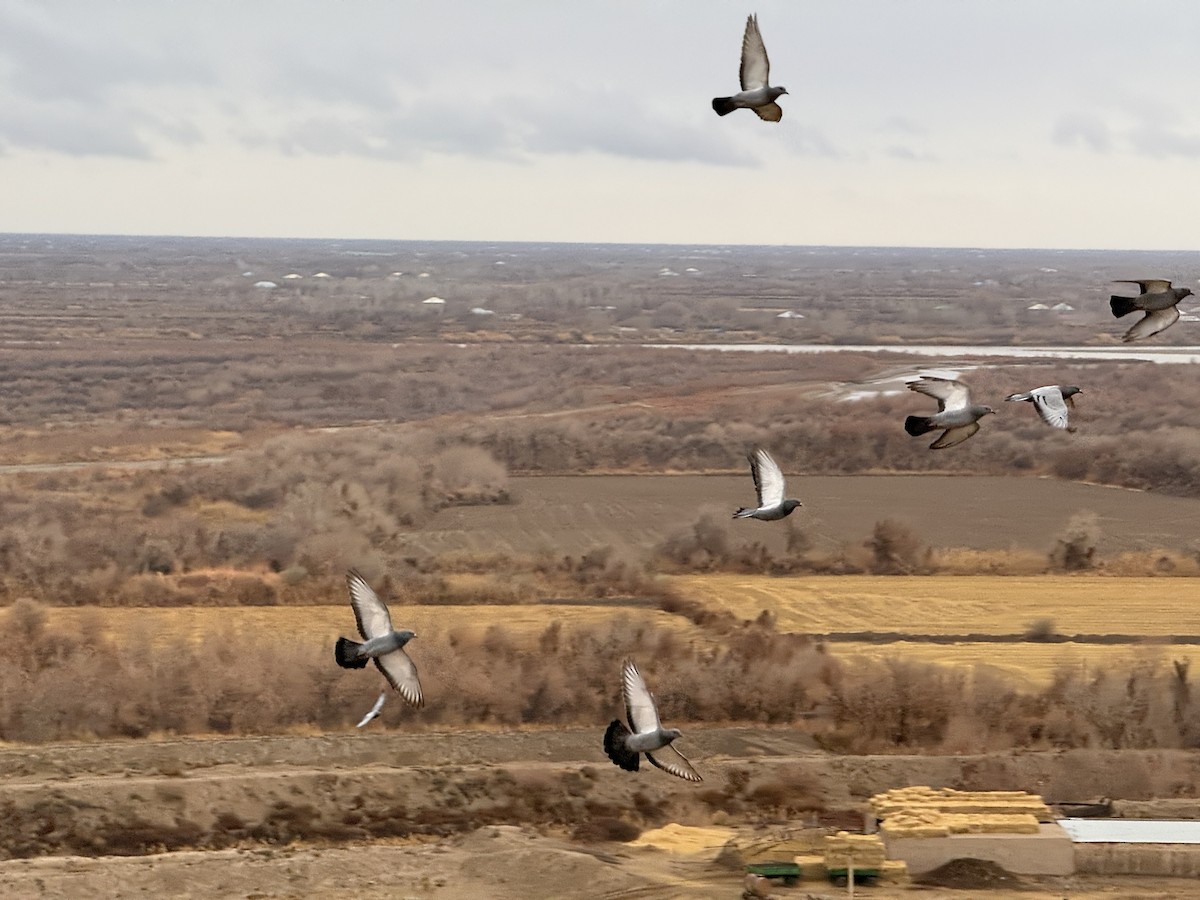 Paloma Bravía (variedad doméstica) - ML646972401