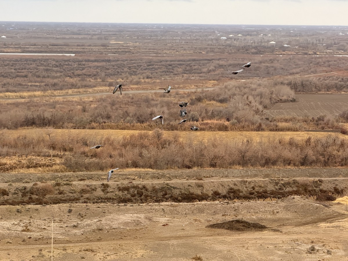 Paloma Bravía (variedad doméstica) - ML646972402