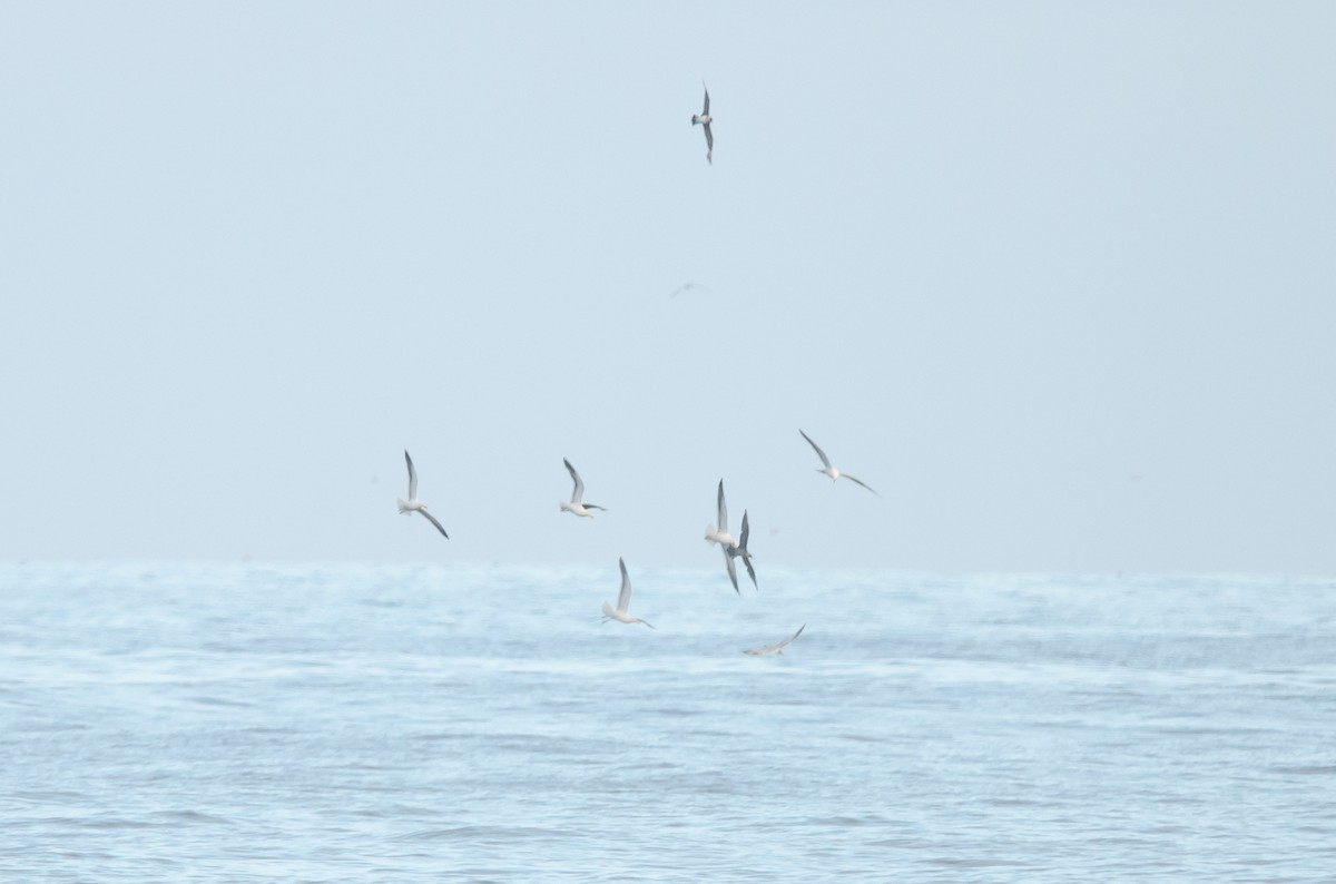 Págalo Parásito - ML646972406