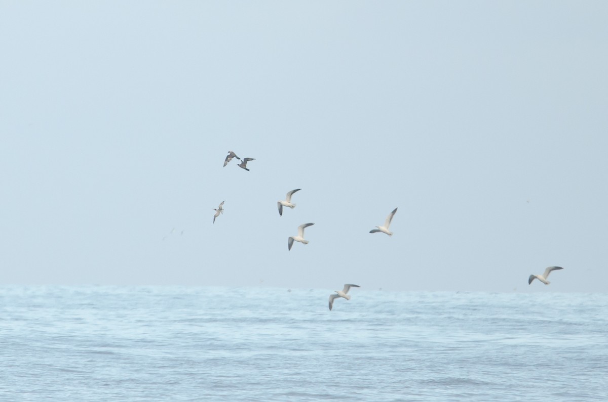 Págalo Parásito - ML646972407