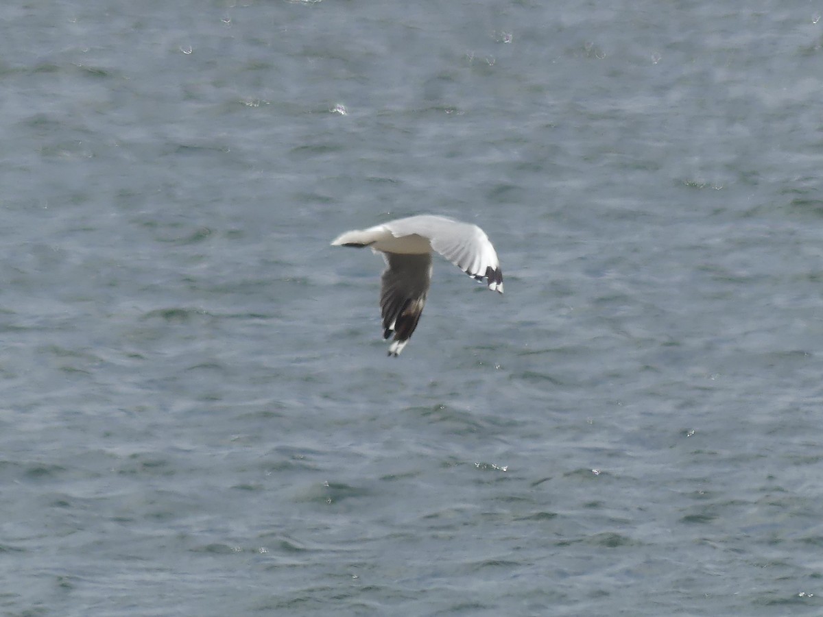 Gaviota Plateada Sudafricana - ML646972408