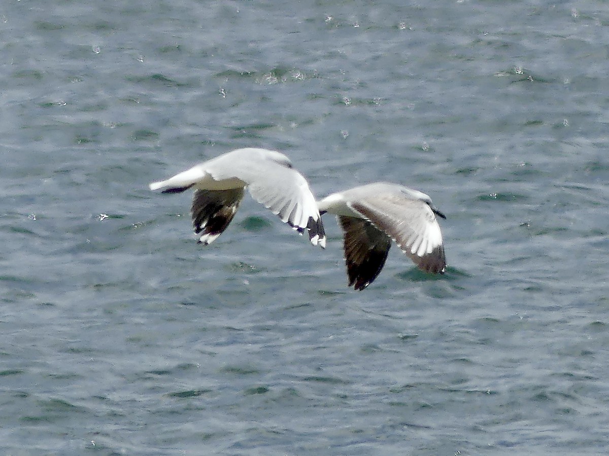 Gaviota Plateada Sudafricana - ML646972409