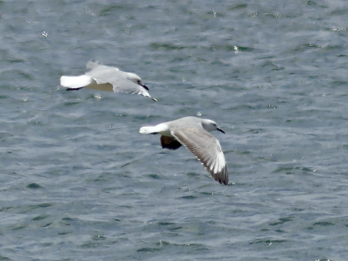 Gaviota Plateada Sudafricana - ML646972410