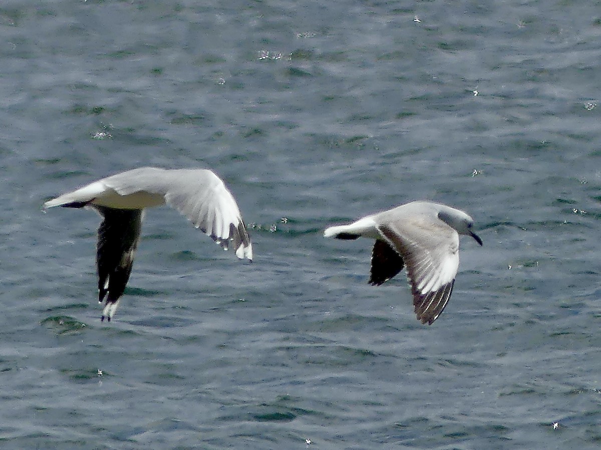 Gaviota Plateada Sudafricana - ML646972411