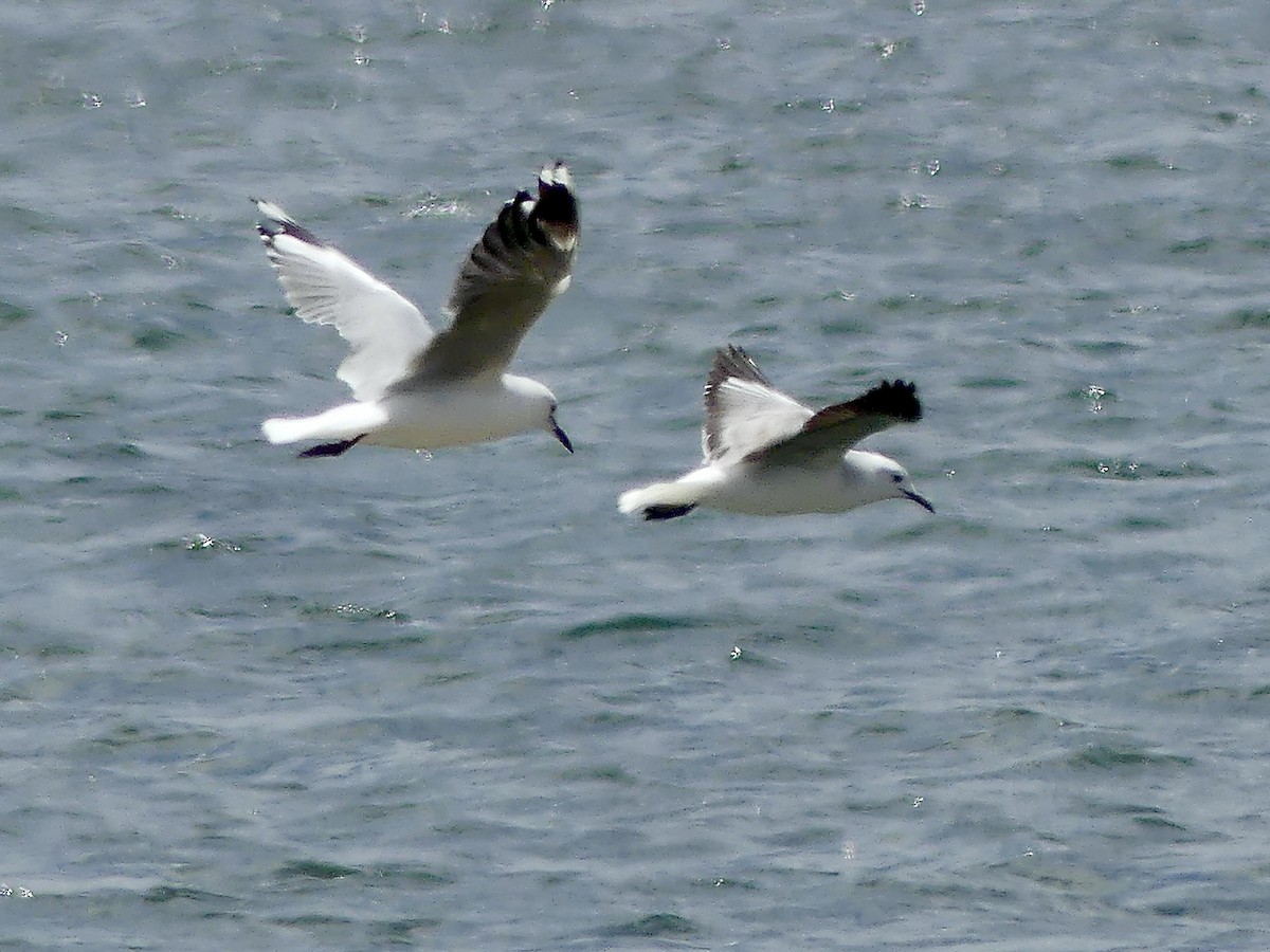 Gaviota Plateada Sudafricana - ML646972412
