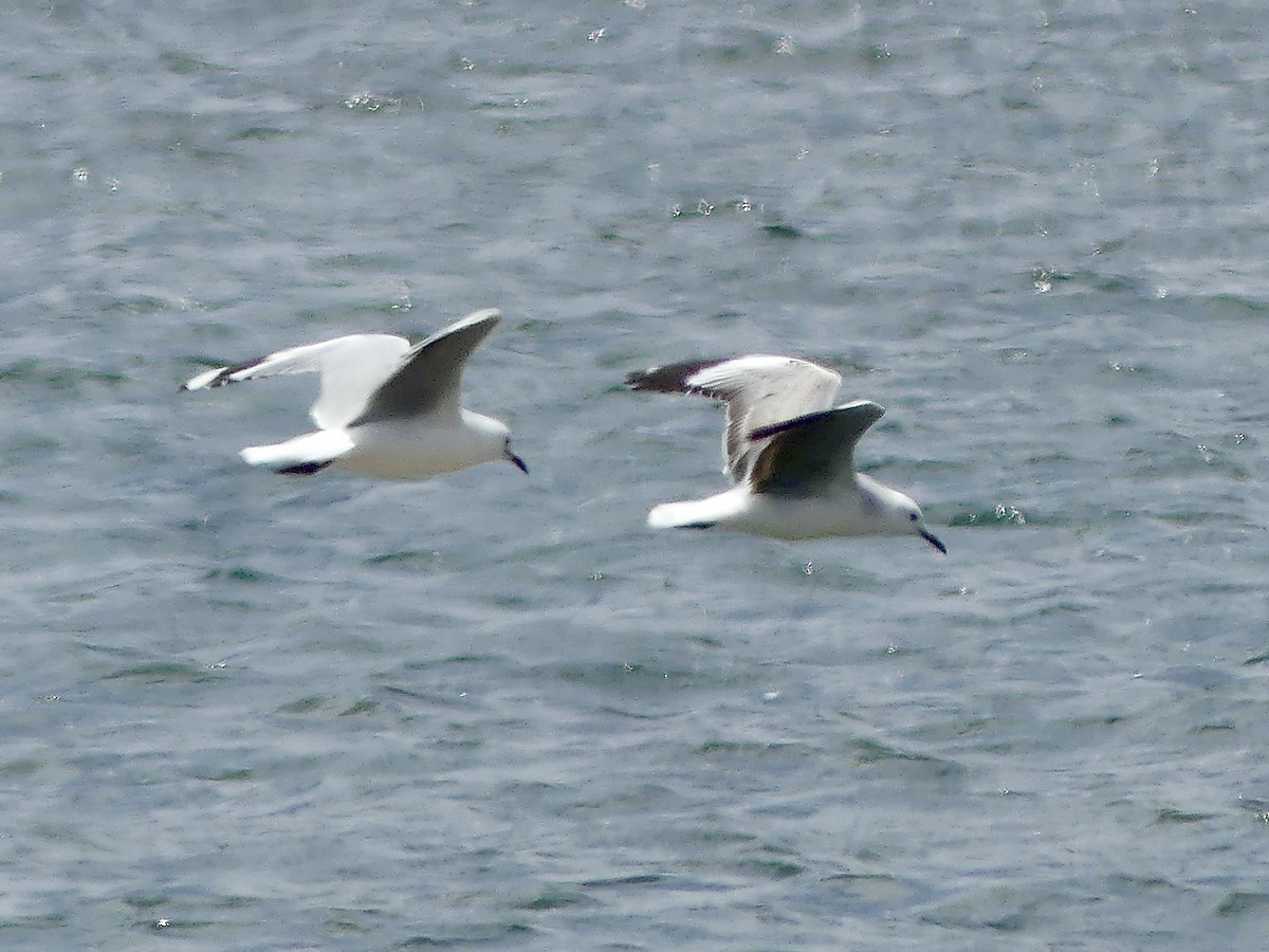Gaviota Plateada Sudafricana - ML646972413