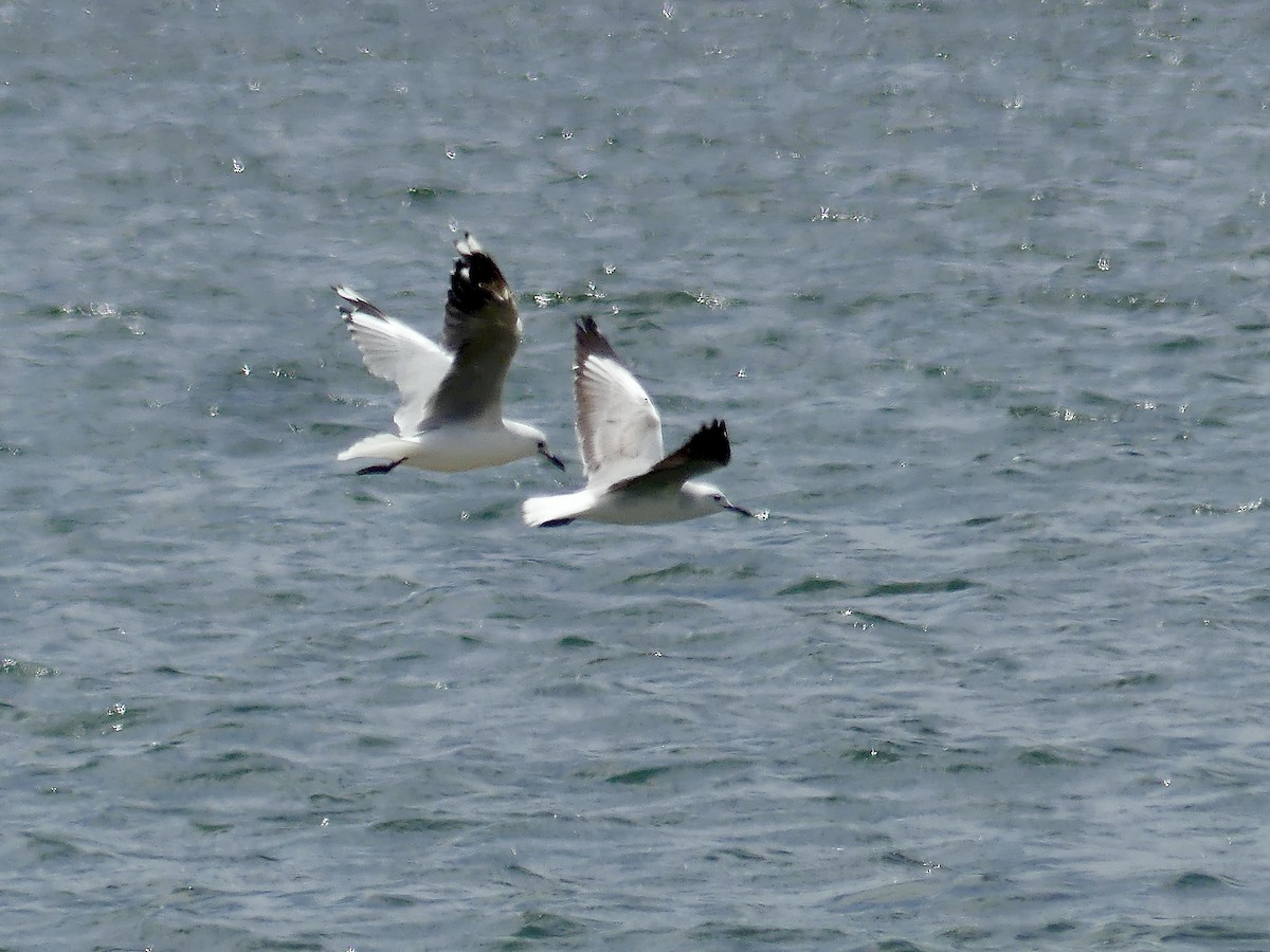 Gaviota Plateada Sudafricana - ML646972414