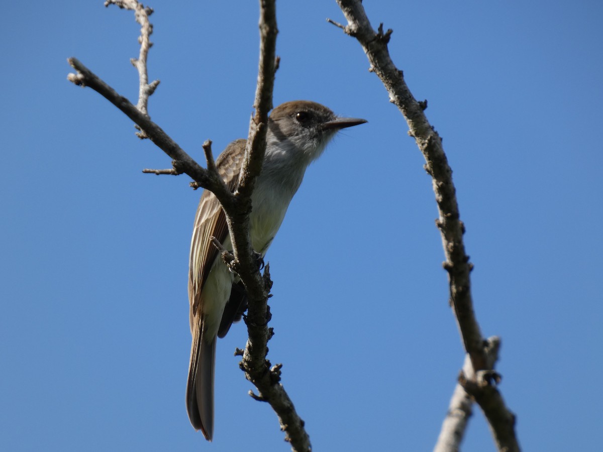 La Sagra's Flycatcher - ML646972417
