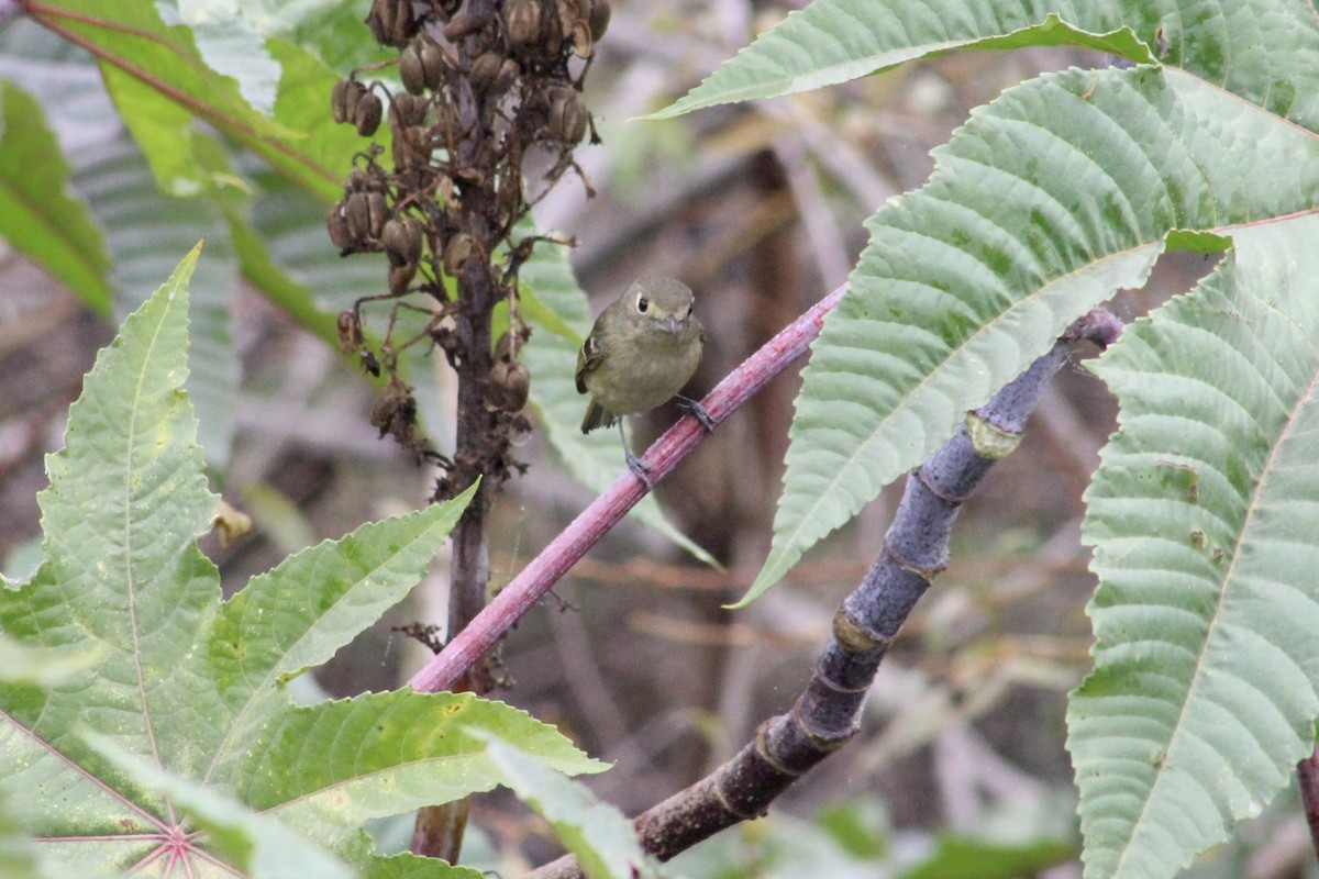 Hutton's Vireo - ML646972419