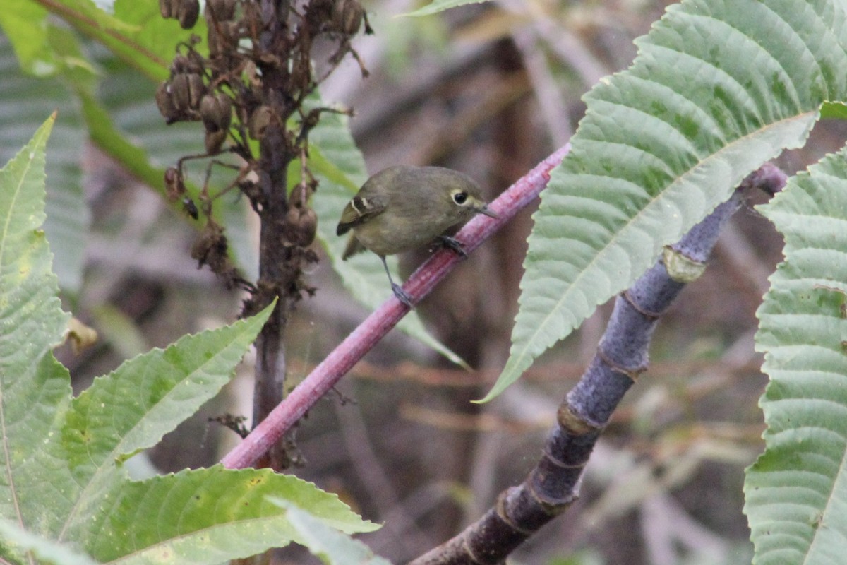 Hutton's Vireo - ML646972420