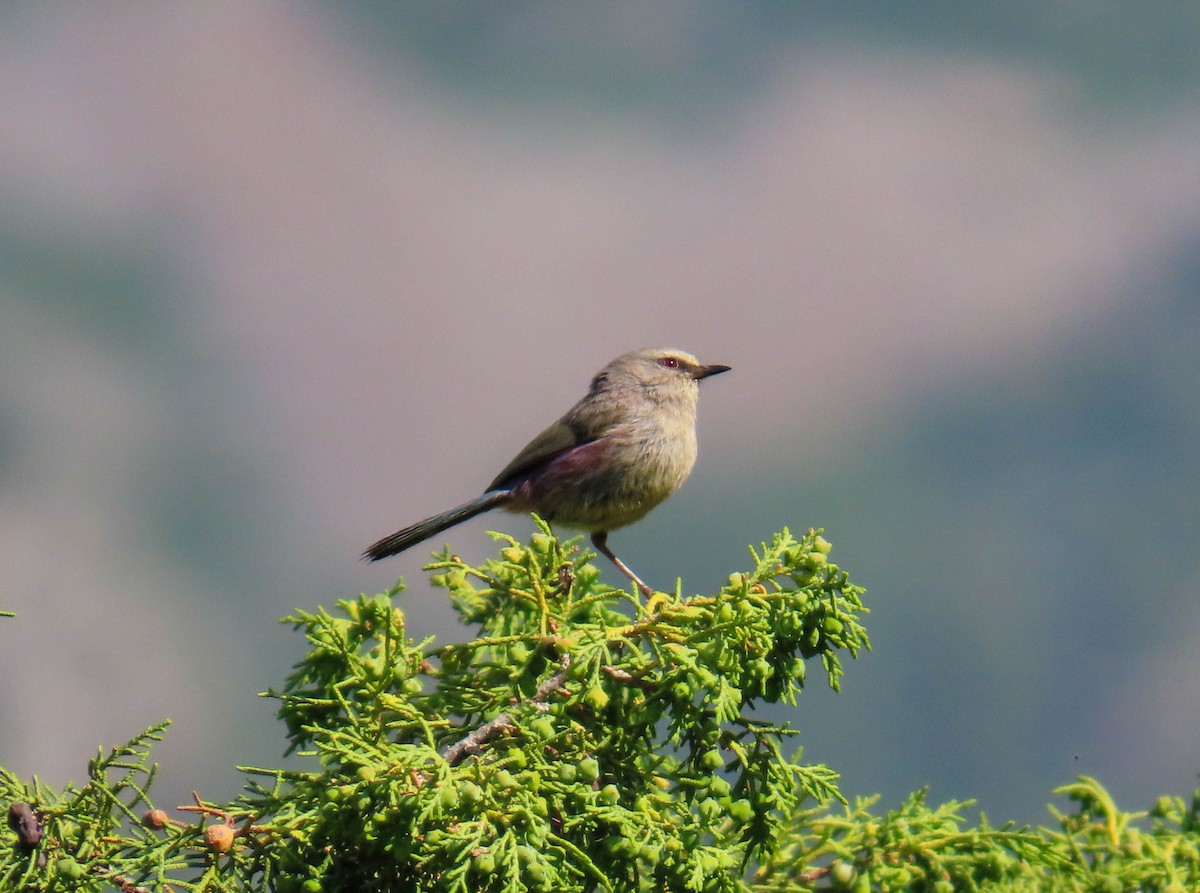 White-browed Tit-Warbler - ML646972421