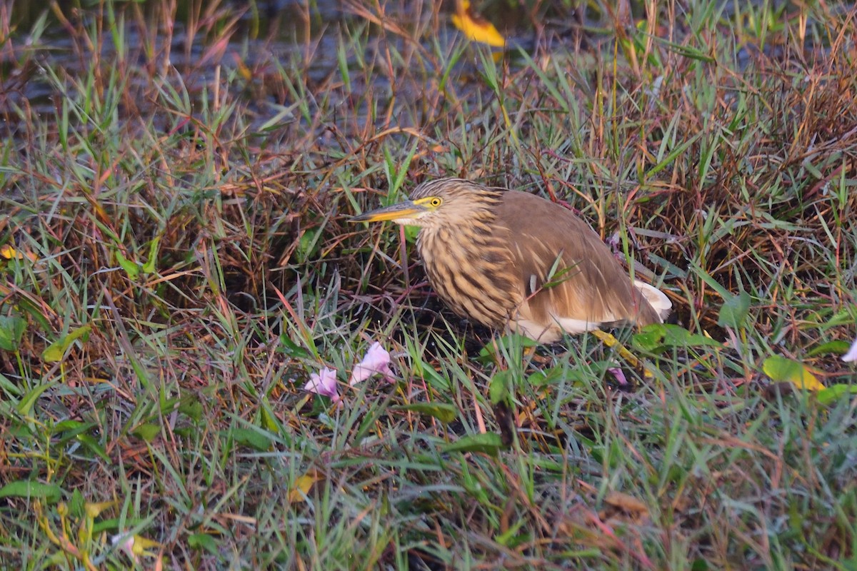 Indian Pond-Heron - ML646972422