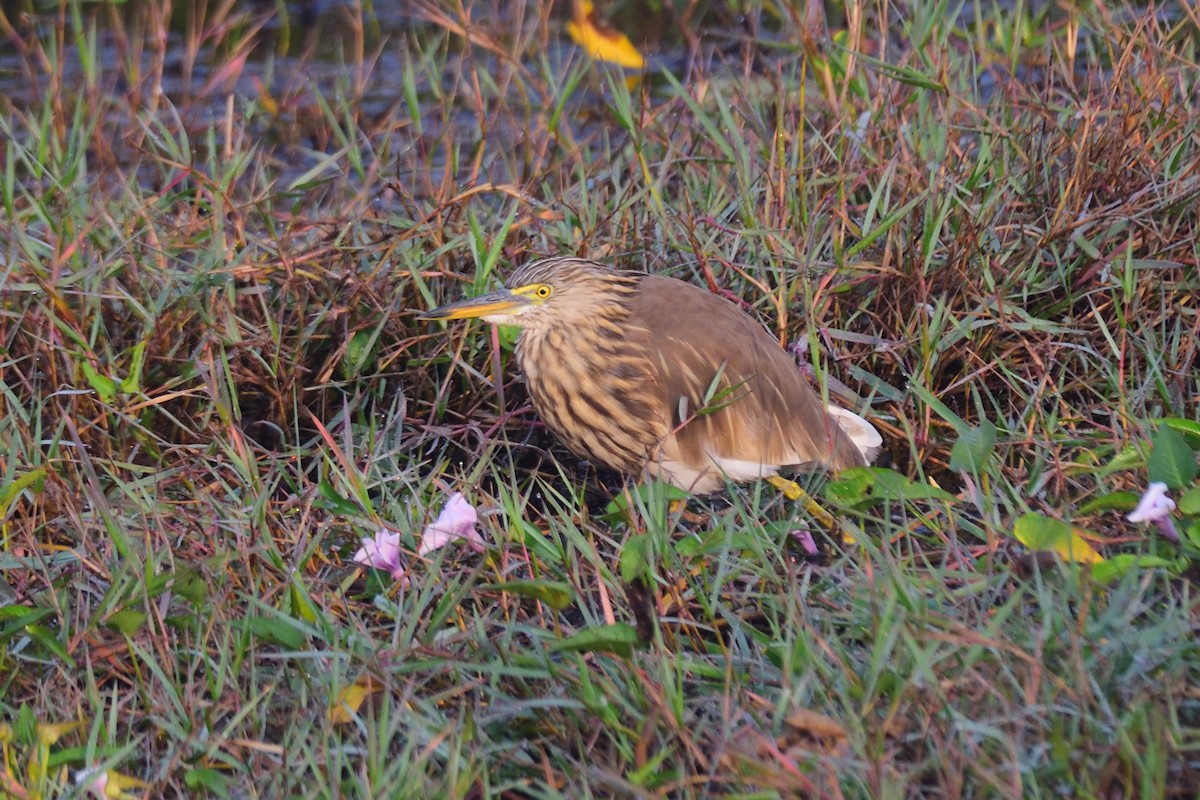 Indian Pond-Heron - ML646972423