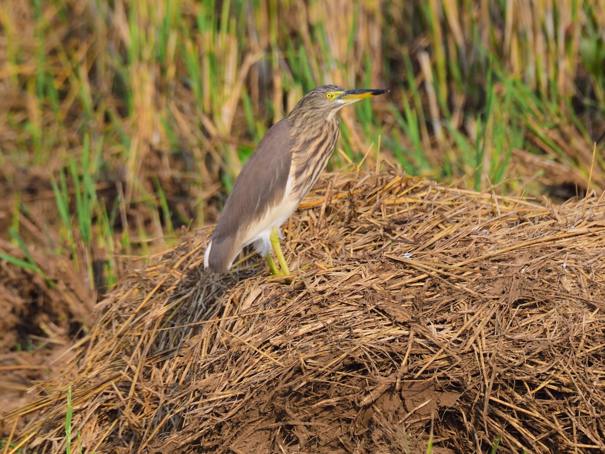 Indian Pond-Heron - ML646972424