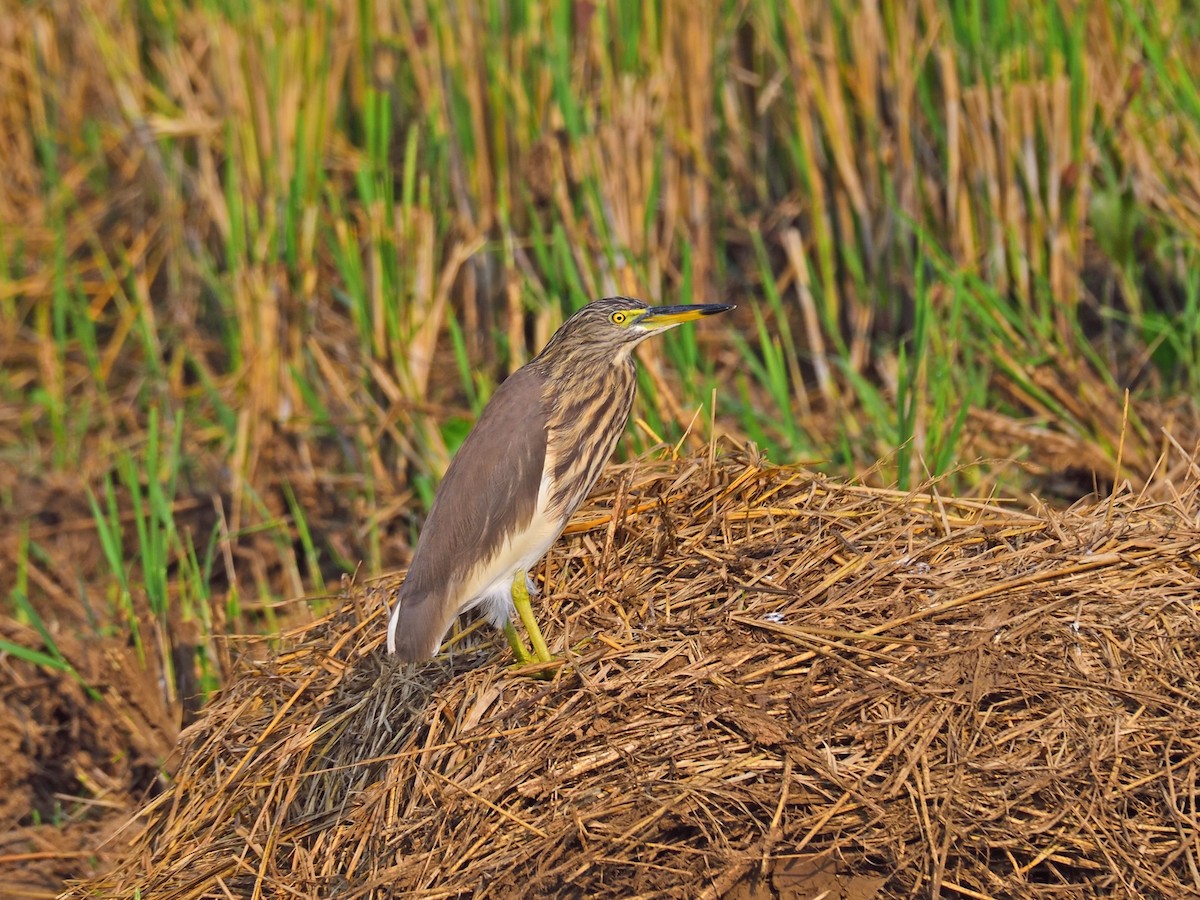 Indian Pond-Heron - ML646972425
