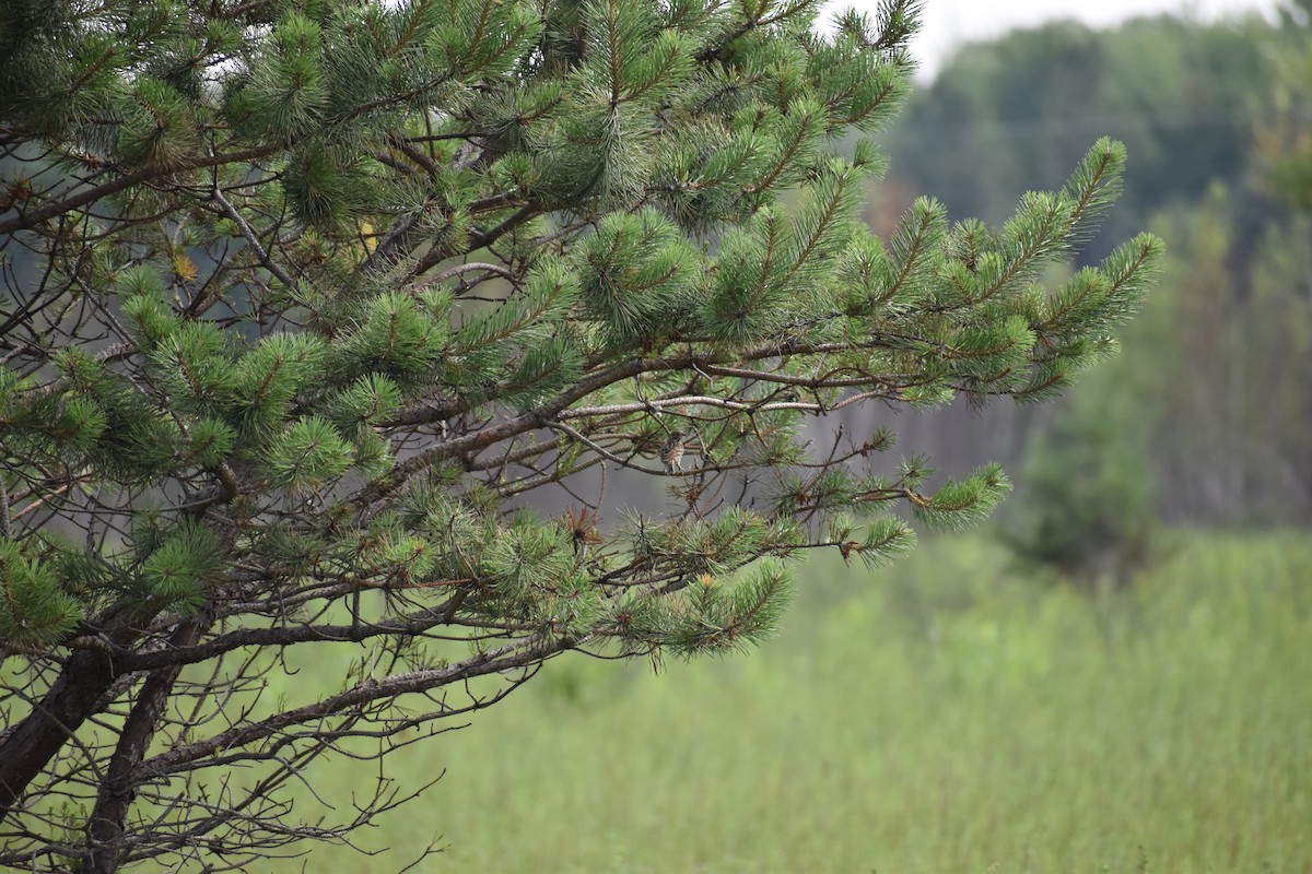Vesper Sparrow - ML646972431