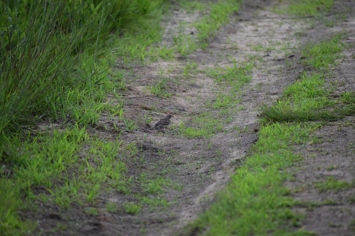 Vesper Sparrow - ML646972432