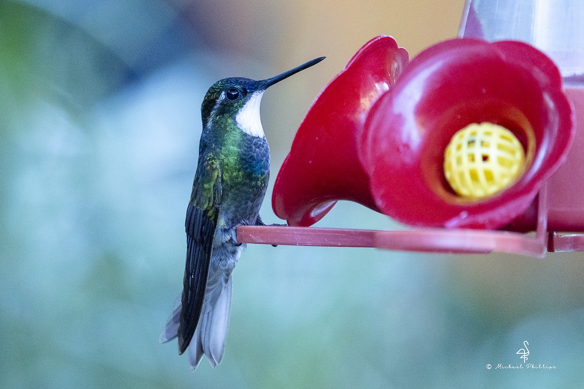 White-throated Mountain-gem - ML646972433