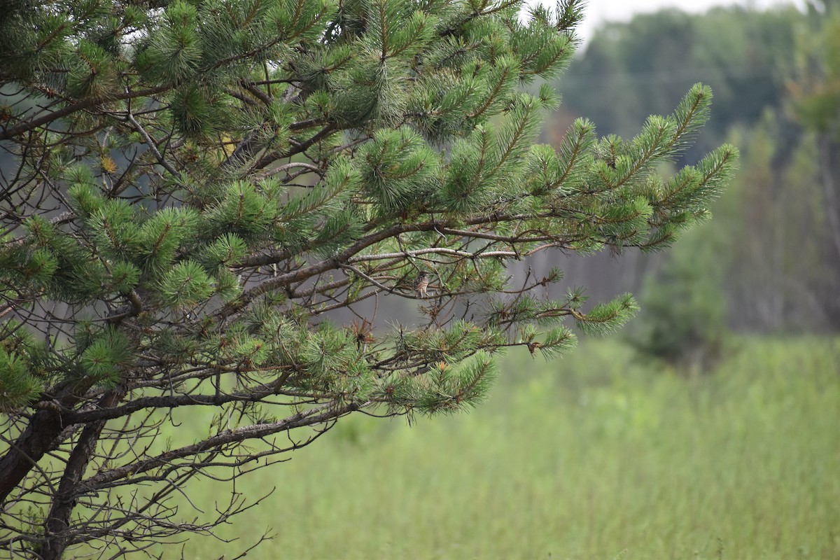 Vesper Sparrow - ML646972436