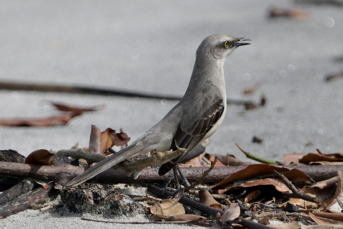 Tropical Mockingbird - ML646972437