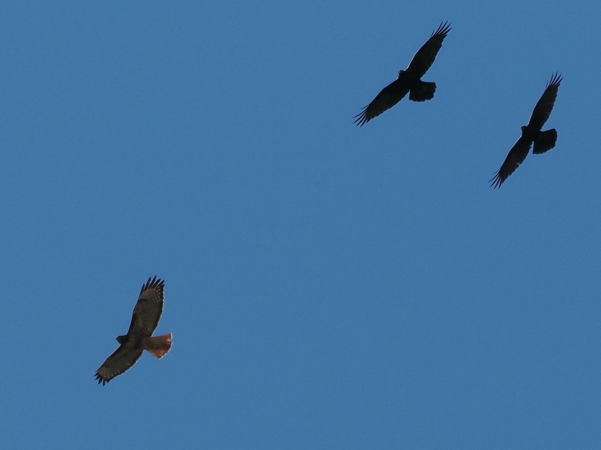 Red-tailed Hawk - ML646972439