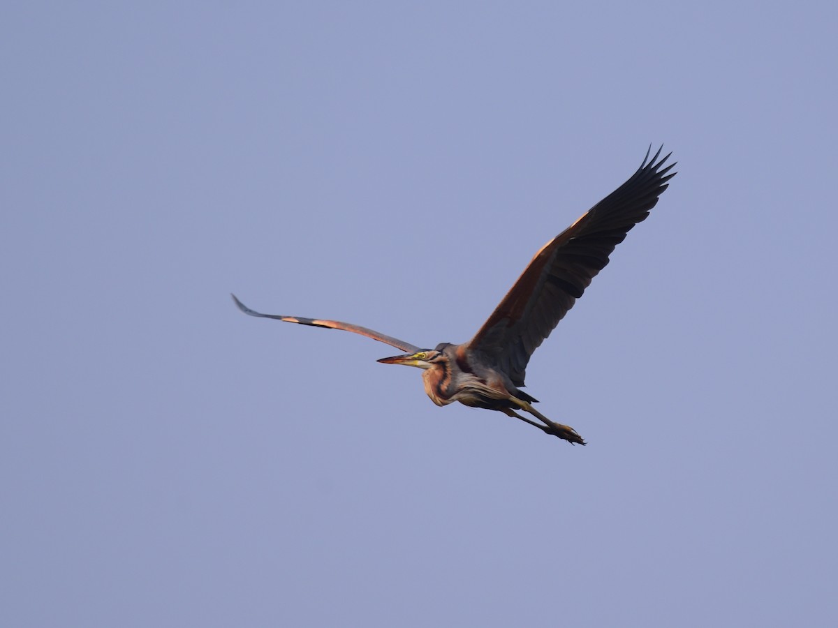Purple Heron - ML646972443