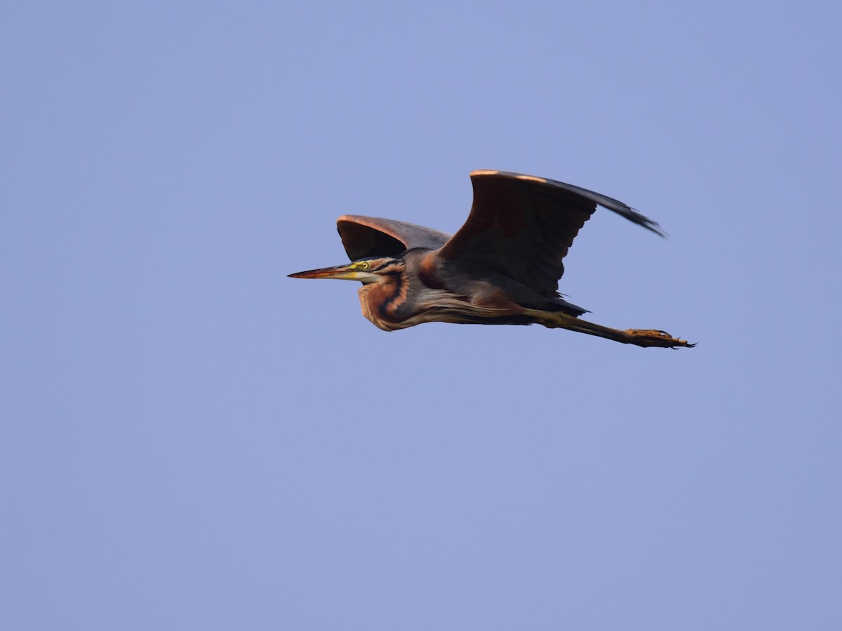 Purple Heron - ML646972444