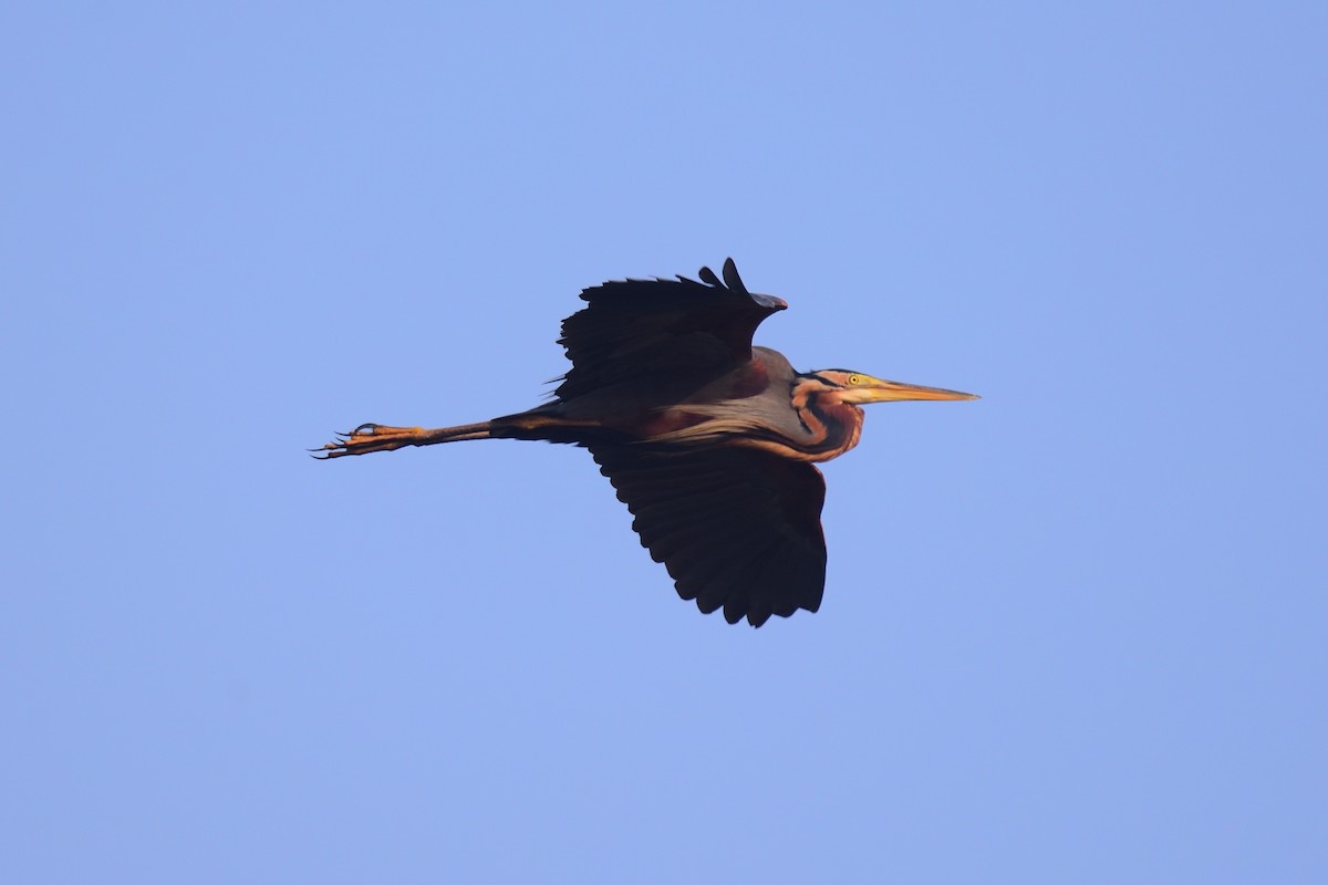 Purple Heron - ML646972445