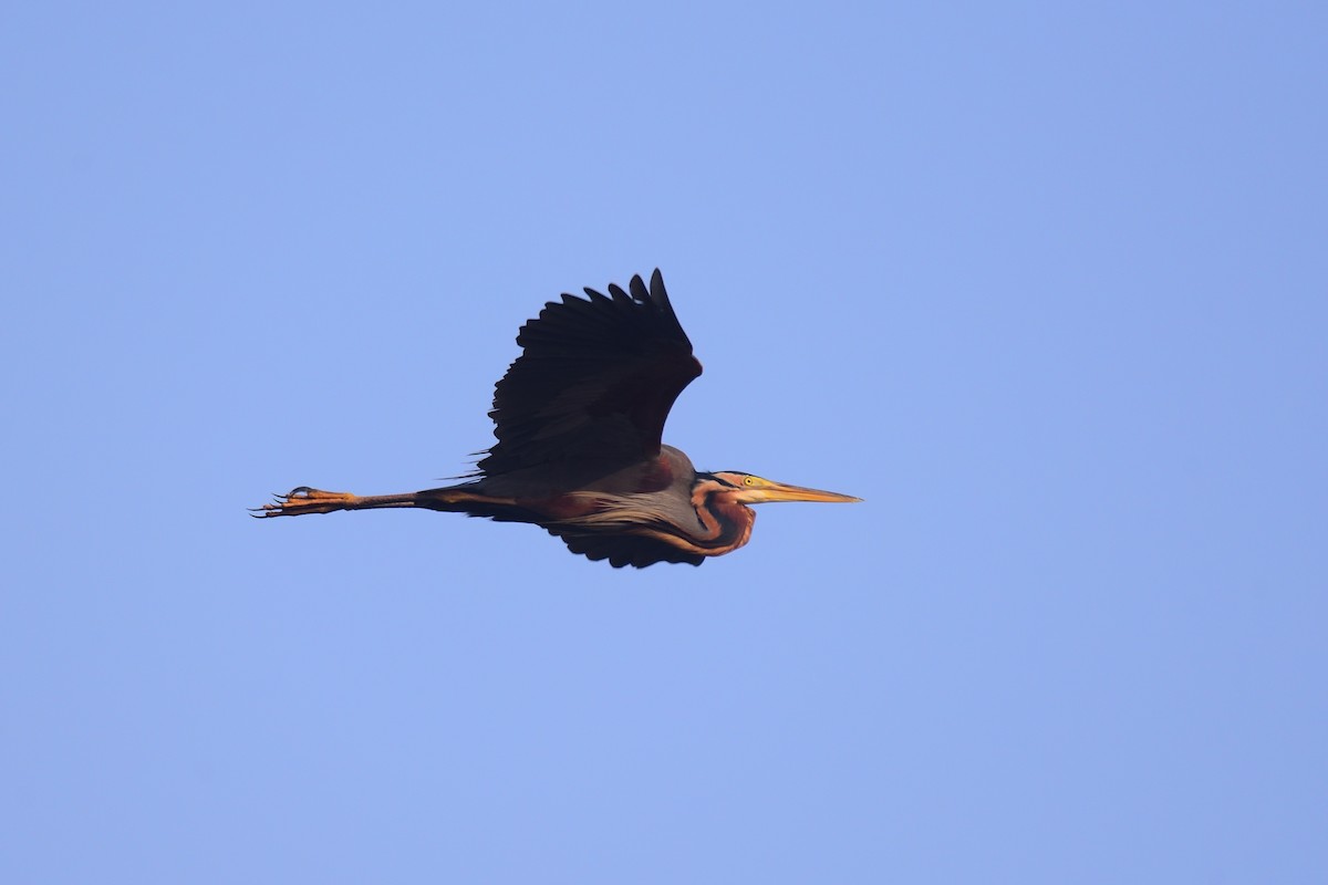 Purple Heron - ML646972446