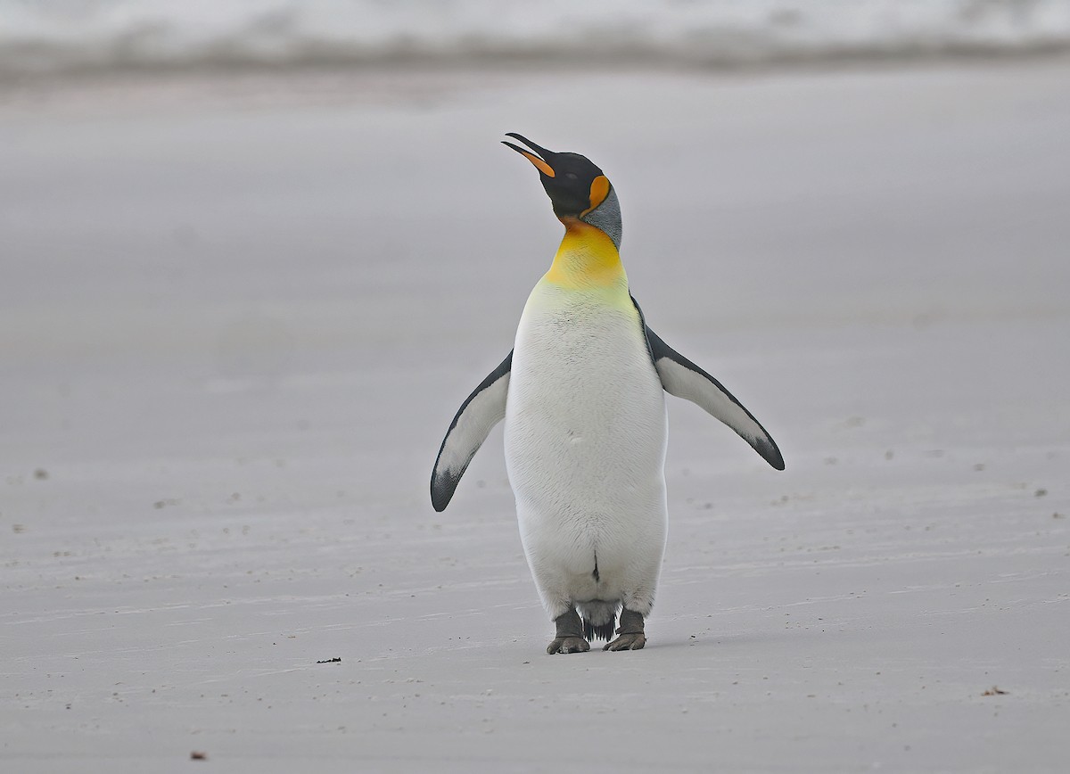 King Penguin - ML646972448