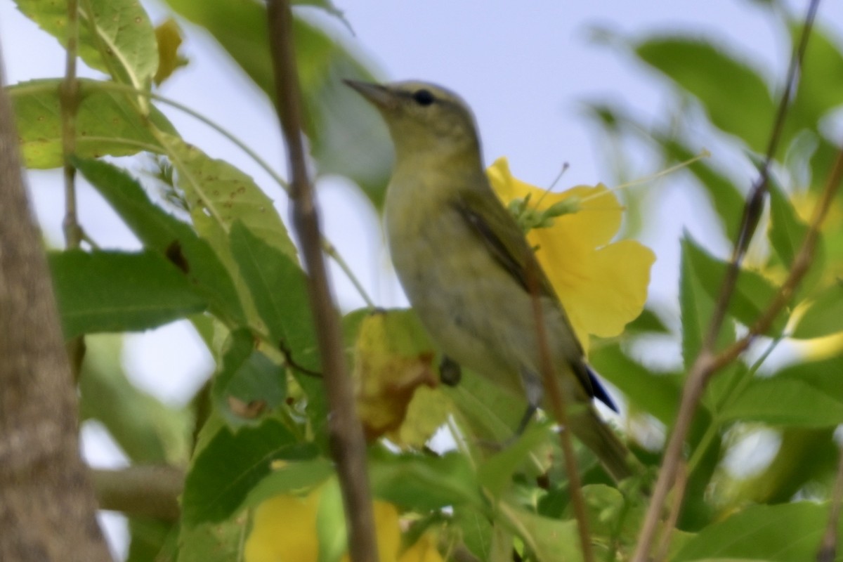 Tennessee Warbler - ML646972449