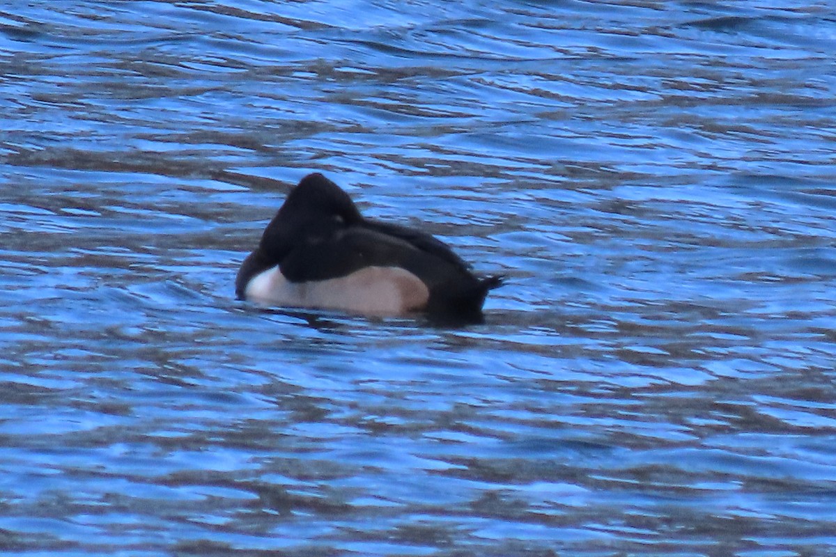 Ring-necked Duck - ML646972450